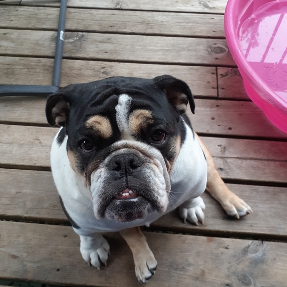 Meet your Posher, Carla - Picture 2 of 2